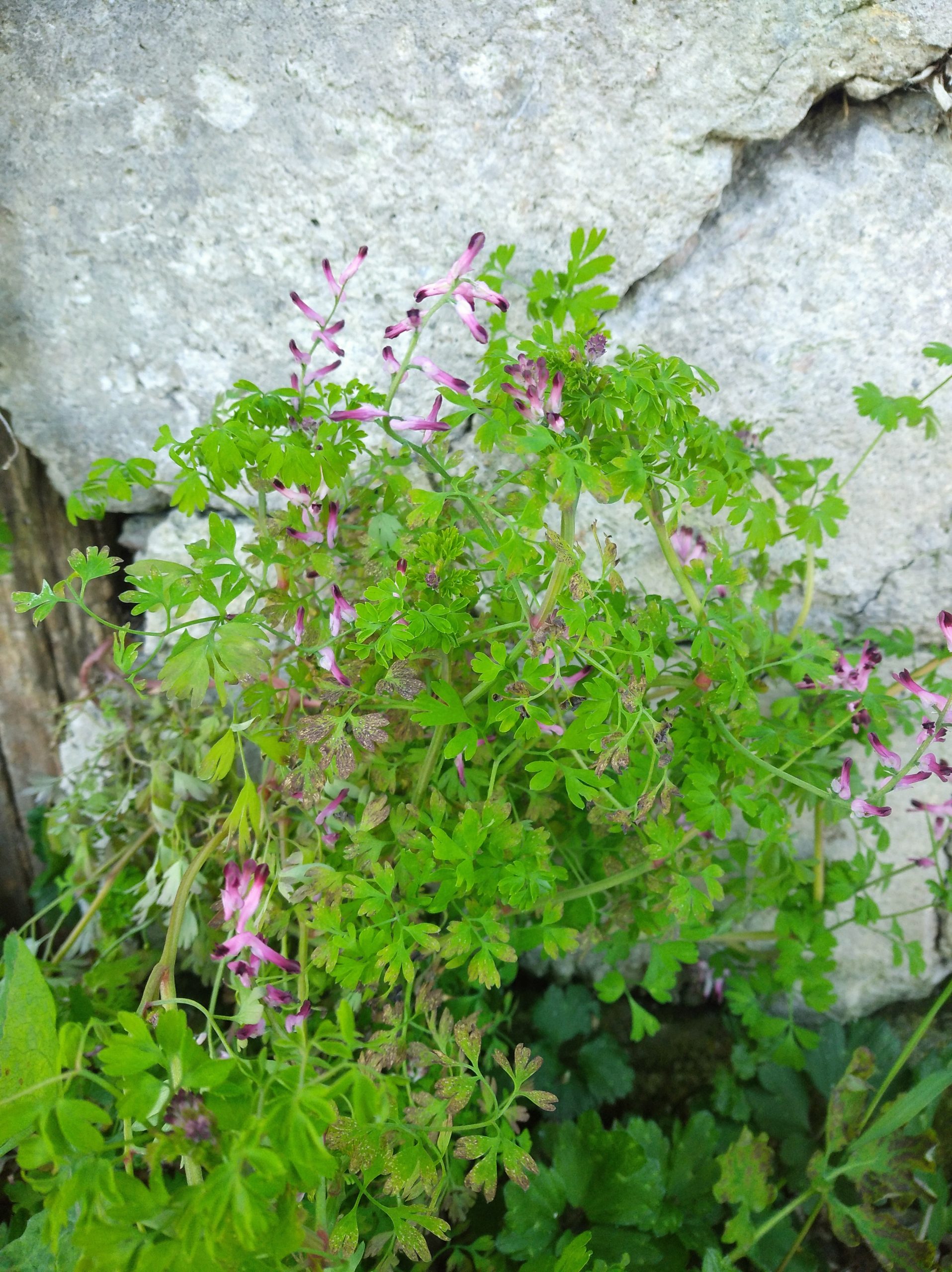 Fumaria